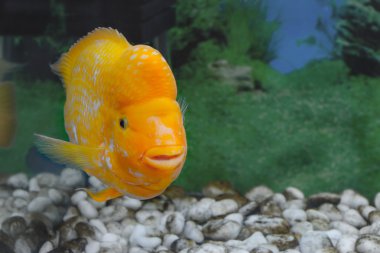 güzel akvaryum balık Amphilophus citrinellus