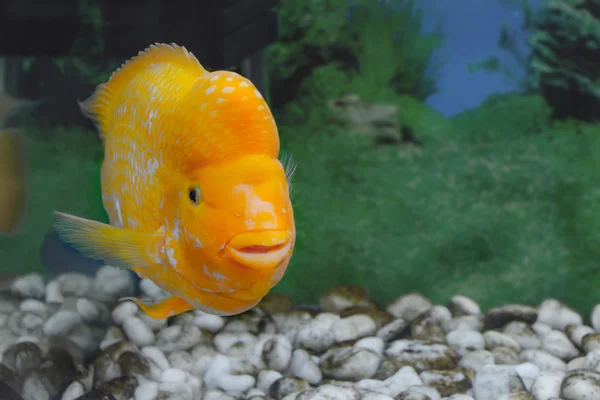 美丽的水族馆鱼双冠丽 citrinellus — 图库照片