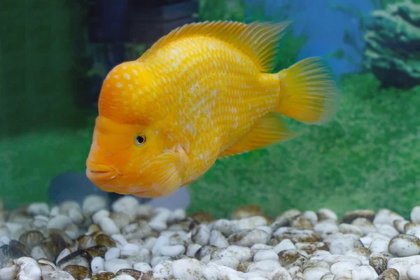 Beau poisson d'aquarium Amphilophus citrinellus — Photo