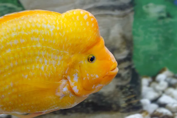 Beautiful aquarium fish Amphilophus citrinellus — Stock Photo, Image