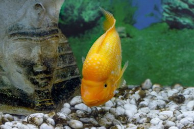 güzel akvaryum balık Amphilophus citrinellus
