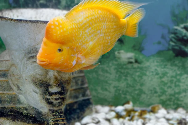 Belo peixe aquário Amphilophus citrinellus — Fotografia de Stock