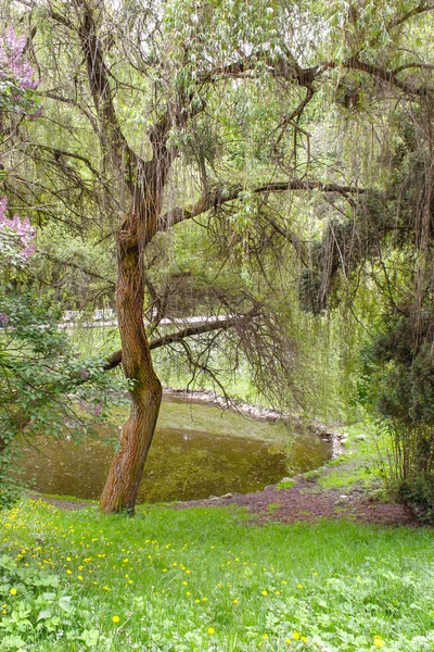 Parque de salgueiro perto da lagoa — Fotografia de Stock