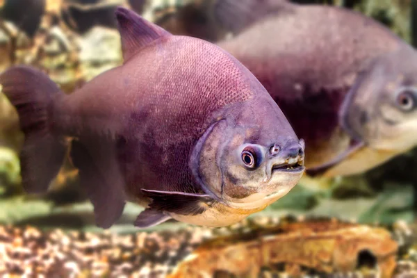 Un beau poisson d'aquarium pacup noir — Photo