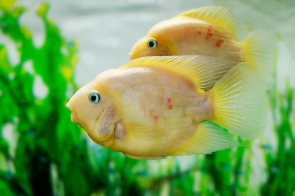 Beautiful aquarium fish Amphilophus citrinellus — Stock Photo, Image