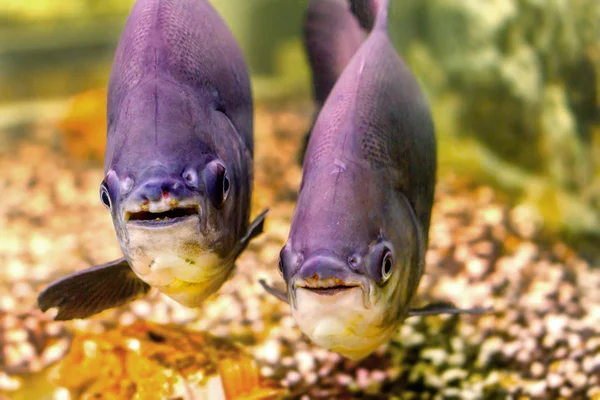 Hermoso acuario peces negro pacu —  Fotos de Stock