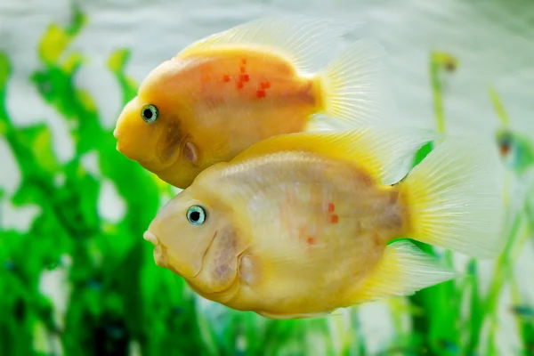 Beautiful aquarium fish Amphilophus citrinellus — Stock Photo, Image