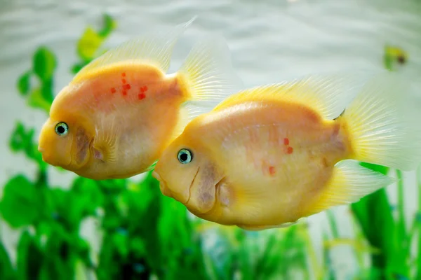 Beautiful aquarium fish Amphilophus citrinellus — Stock Photo, Image