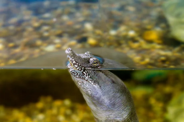 Freshwater exotic Chinese softshell turtle — Stock Photo, Image