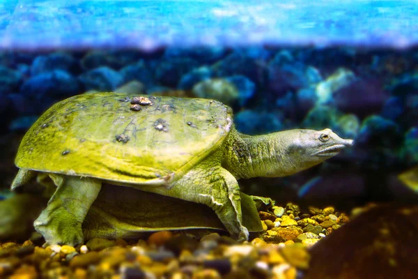 Reshwater egzotyczne chińskie żółw Softshell — Zdjęcie stockowe