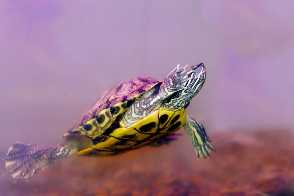 Snag amphibians turtle underwater — Stock Photo, Image