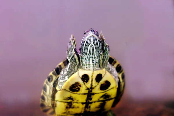 Atrapar anfibios tortuga bajo el agua — Foto de Stock