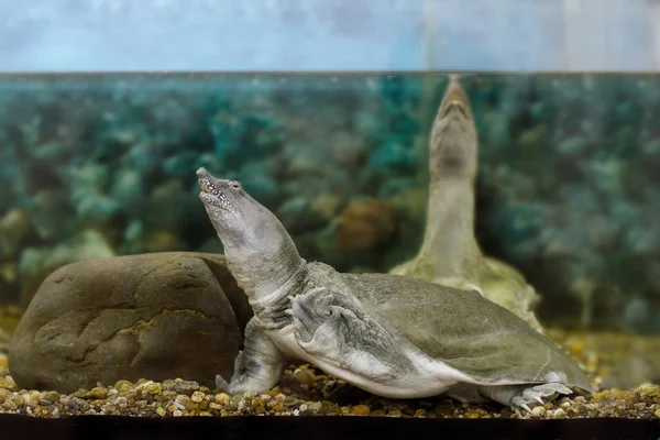 Édesvízi egzotikus kínai lágyhéjúteknős — Stock Fotó