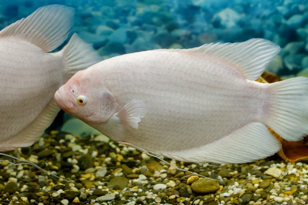 Duże ryby w akwarium Gurami połowów — Zdjęcie stockowe