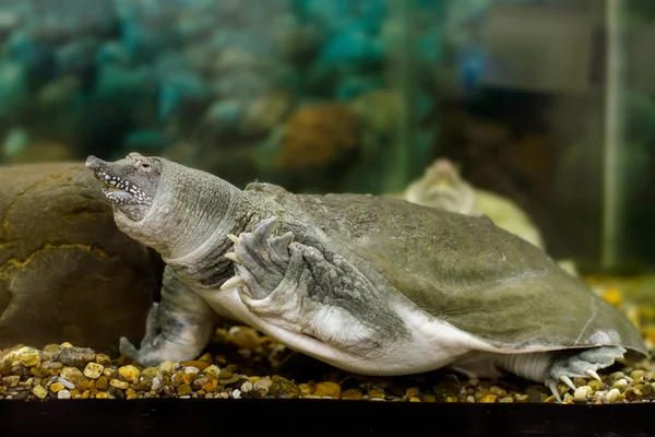 Freshwater exotic Chinese softshell turtle — Stock Photo, Image