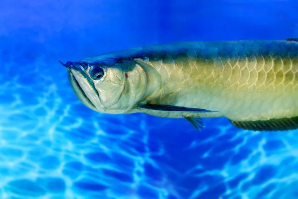 Arovana tropical freshwater fish in the aquarium — Stock Photo, Image