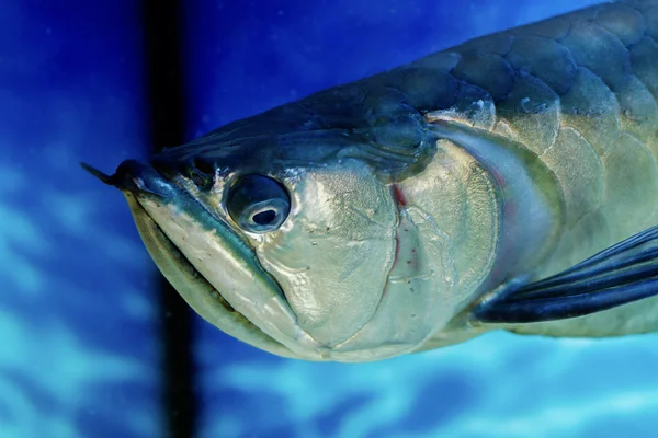 Arovana tropical freshwater fish in the aquarium — Stock Photo, Image