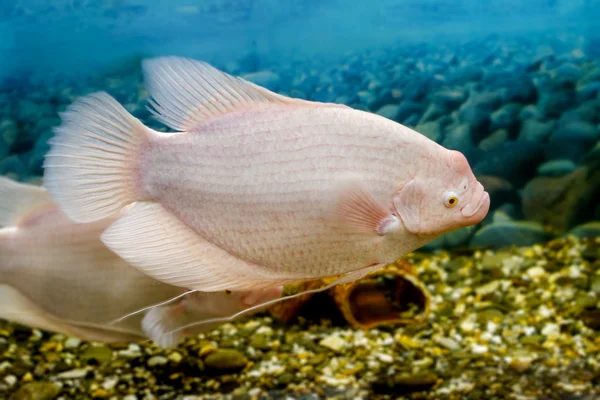 Peces grandes en el acuario gourami pescadol —  Fotos de Stock