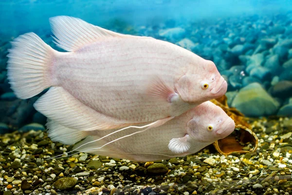 Peces grandes en la pesca gourami acuario —  Fotos de Stock
