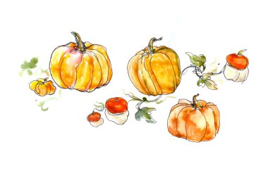 suluboya natürmort bir kabak ile yaprakları