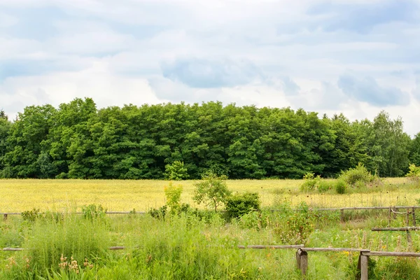 Polaire près de la ceinture forestière et ciel bleu avec des nuages — Photo