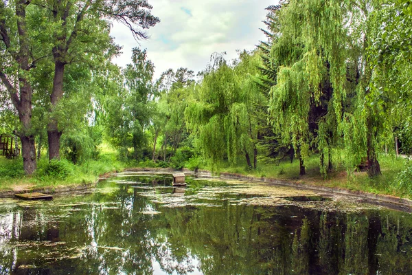 Stromy na břehu malého jezírka — Stock fotografie