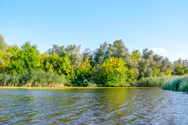 manzara resim büyük nehir kıyısında bitki