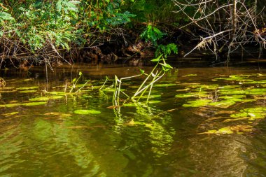 Küçük nehir sazlık ve eski ağaçları peyzaj görüntüsü