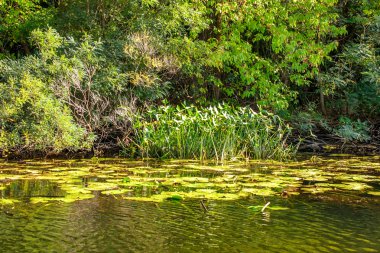 Küçük nehir sazlık ve eski ağaçları peyzaj görüntüsü