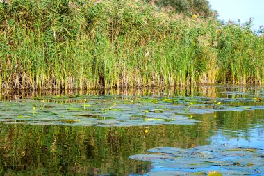 Küçük nehir sazlık ve eski ağaçları peyzaj görüntüsü