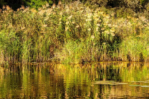 Obraz pejzaż mała rzeka reedy i starych drzew — Zdjęcie stockowe