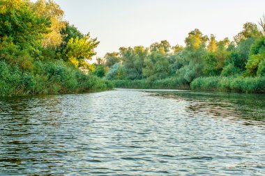 manzara resim büyük nehir kıyısında bitki