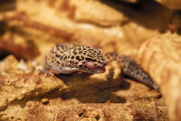 Reptil exótico eublepharis animal manchado en las rocas —  Fotos de Stock