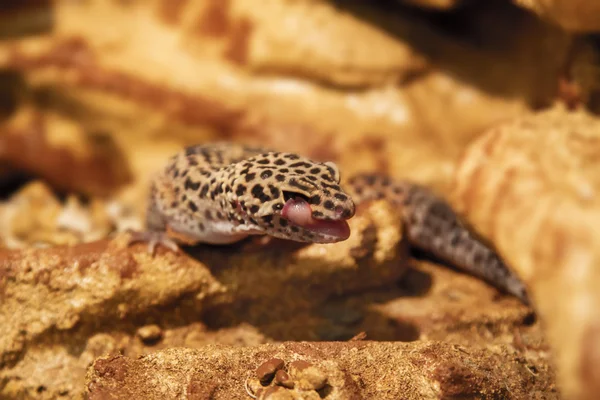 Réptil exótico eublepharis animal manchado nas rochas — Fotografia de Stock