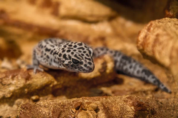 Reptil exótico eublepharis animal manchado en las rocas —  Fotos de Stock