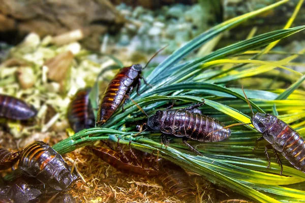 Exotic animal insect cockroach Madagascar — Stock Photo, Image