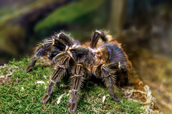 Exotische Tierspinne theraphosa blondi — Stockfoto