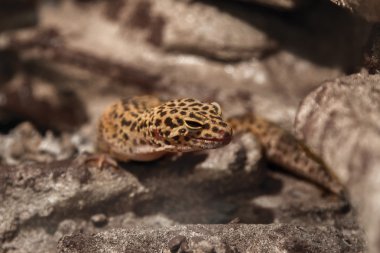 Benekli kayalara egzotik sürüngen eublepharis hayvan