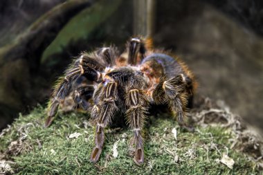 egzotik hayvan örümcek theraphosa blondi