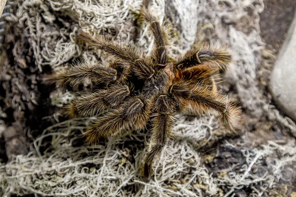 Animal exotique spider theraphosa blondi — Photo