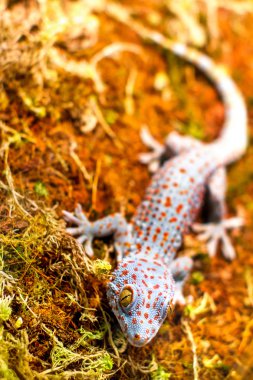 exotic animal tokay gecko lizard clipart