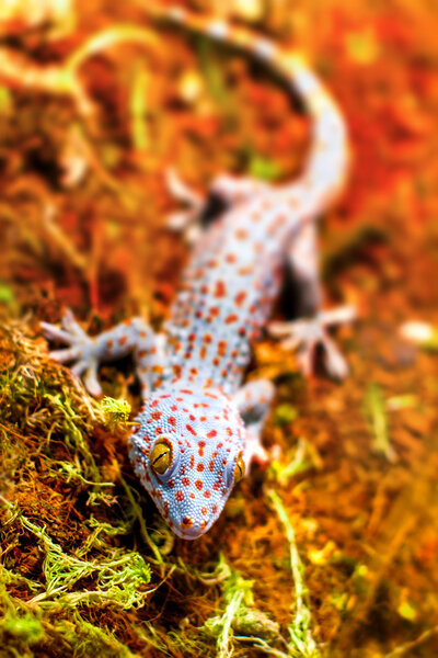 Exotic animal tokay gecko lizard — Stock Photo, Image