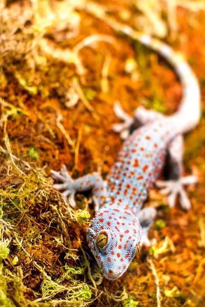 Egzotycznych zwierząt tokay gecko jaszczurka — Zdjęcie stockowe