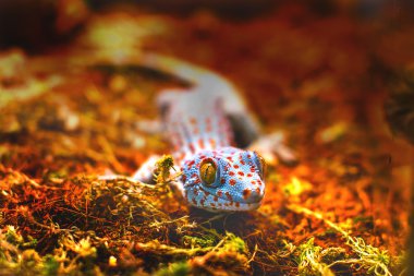 egzotik hayvan tokay gecko kertenkele
