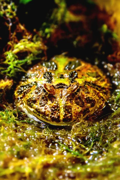 Exotic amphibians Brazilian horned toad — Stock Photo, Image