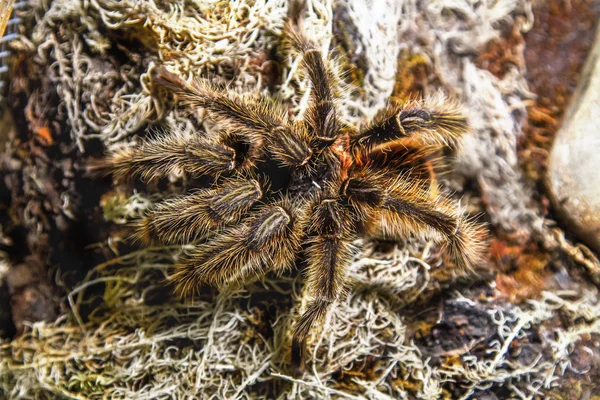 充满异国情调的动物蜘蛛 theraphosa 金发女郎 — 图库照片