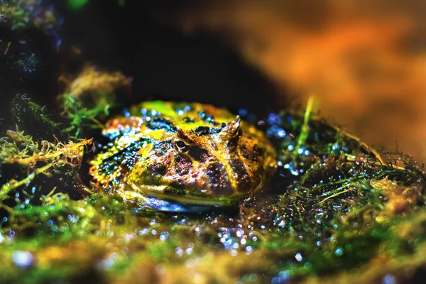 Imagem anfíbios exóticos sapo chifre brasileiro — Fotografia de Stock