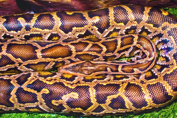 Bild Tier Reptil entdeckte eine Boa — Stockfoto