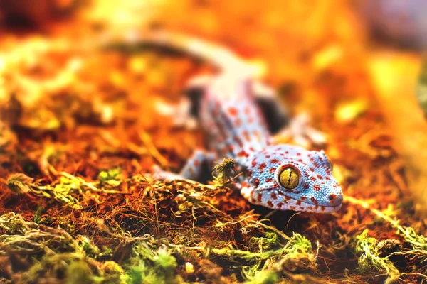 Эзотическая ящерица токей геккон — стоковое фото