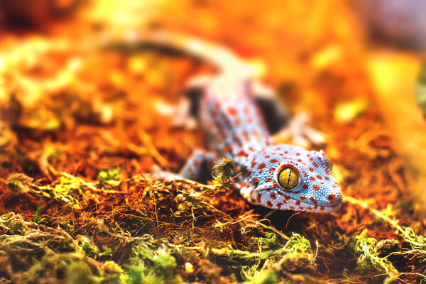 Exotic animal tokay gecko lizard Royalty Free Stock Images
